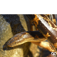 گونه مار بوآی شنی خوزستان Arabian Sand Boa